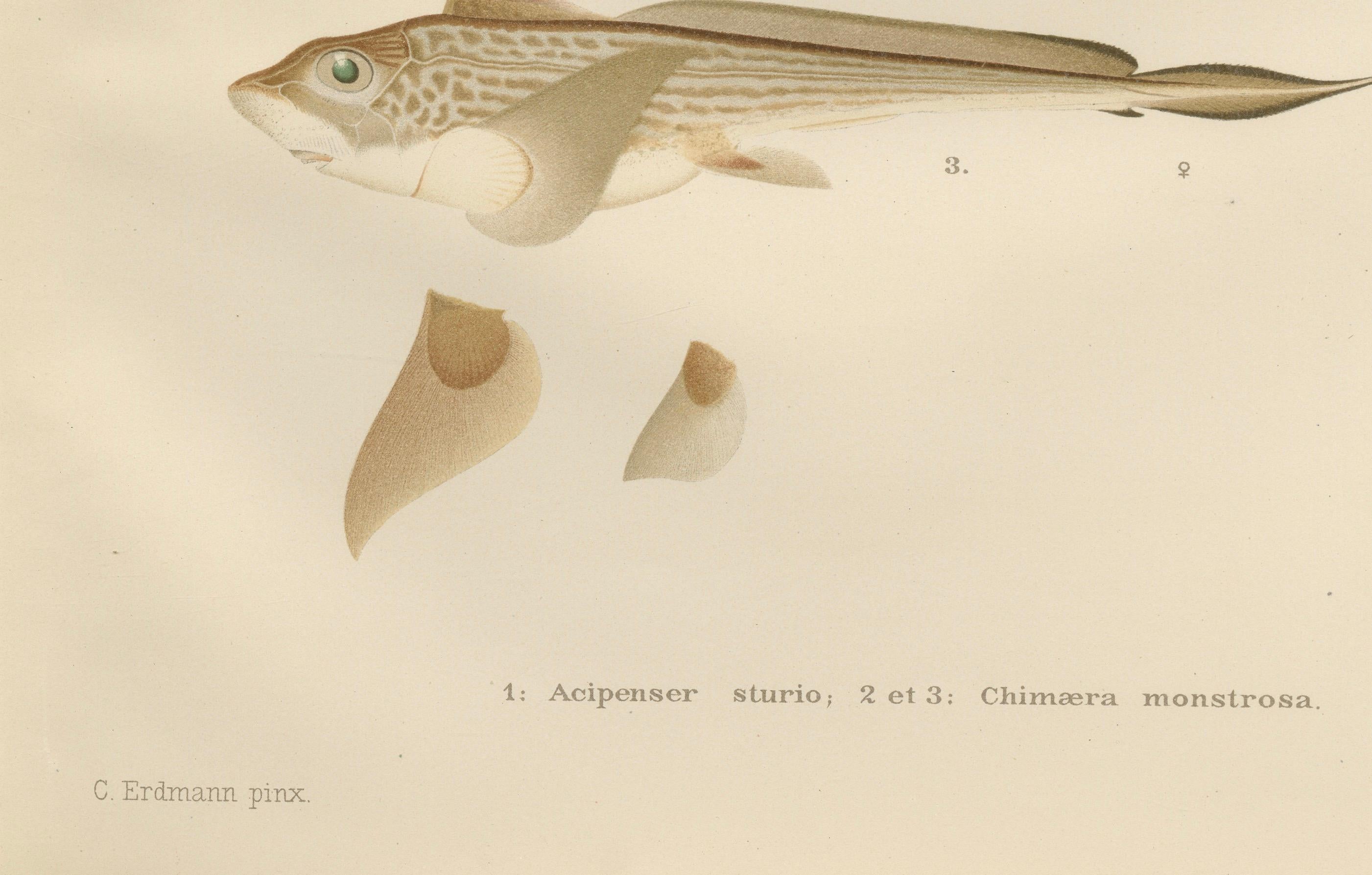 Skandinavische Sturgeon- und Chimaera-Lithographie aus der Scandinaviae-Serie Pisces (Papier) im Angebot