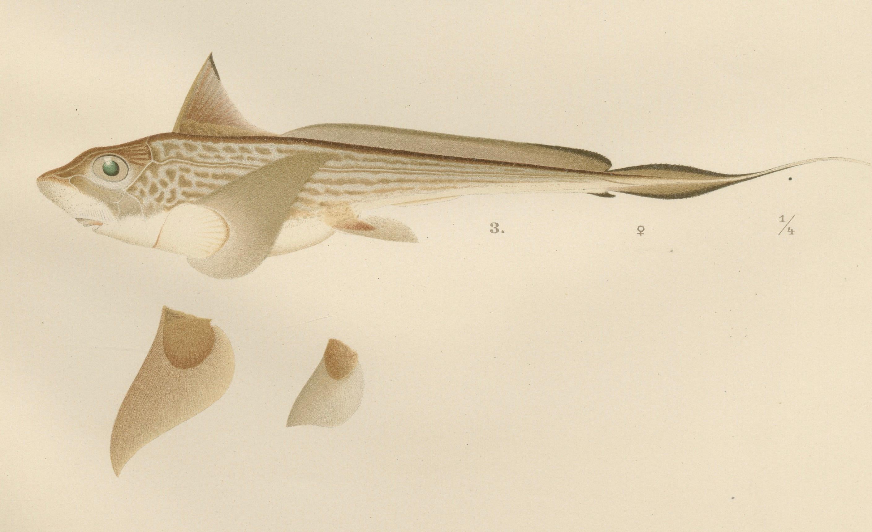 Skandinavische Sturgeon- und Chimaera-Lithographie aus der Scandinaviae-Serie Pisces im Angebot 1