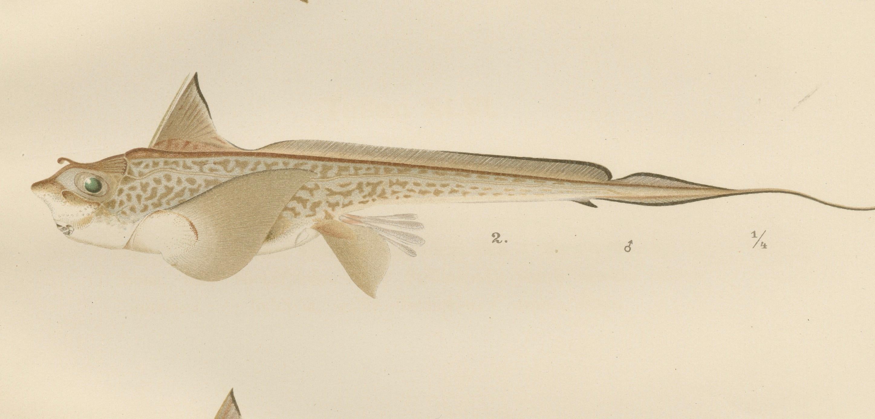 Skandinavische Sturgeon- und Chimaera-Lithographie aus der Scandinaviae-Serie Pisces im Angebot 2