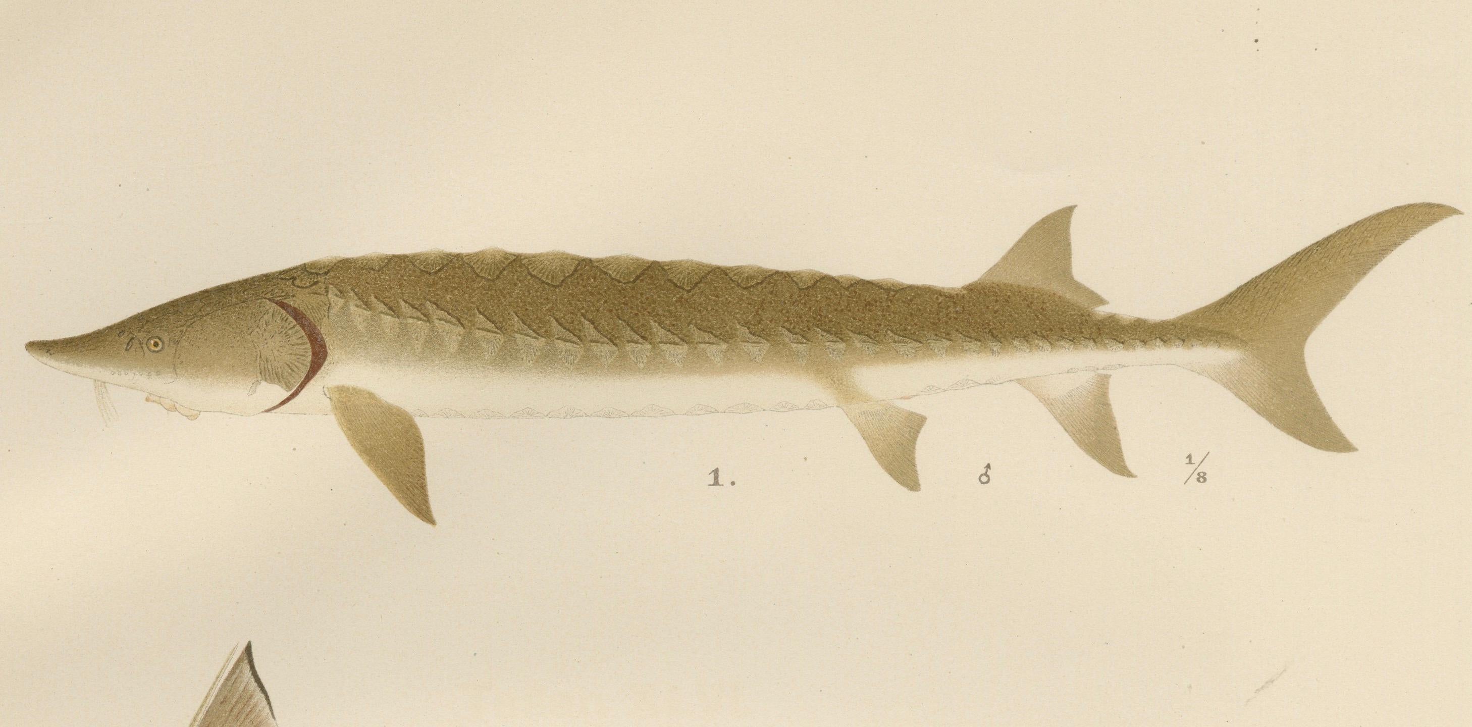 Skandinavische Sturgeon- und Chimaera-Lithographie aus der Scandinaviae-Serie Pisces im Angebot 3