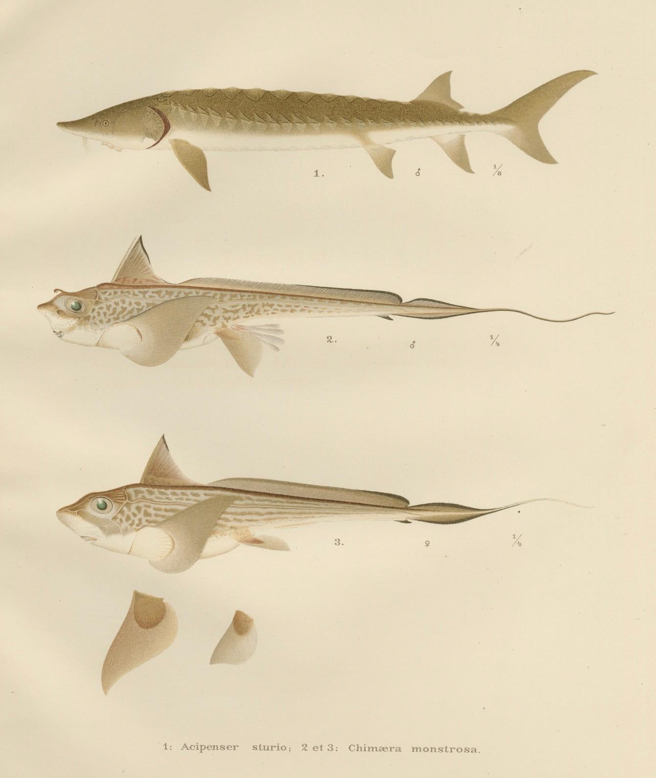 Skandinavische Sturgeon- und Chimaera-Lithographie aus der Scandinaviae-Serie Pisces im Angebot 4