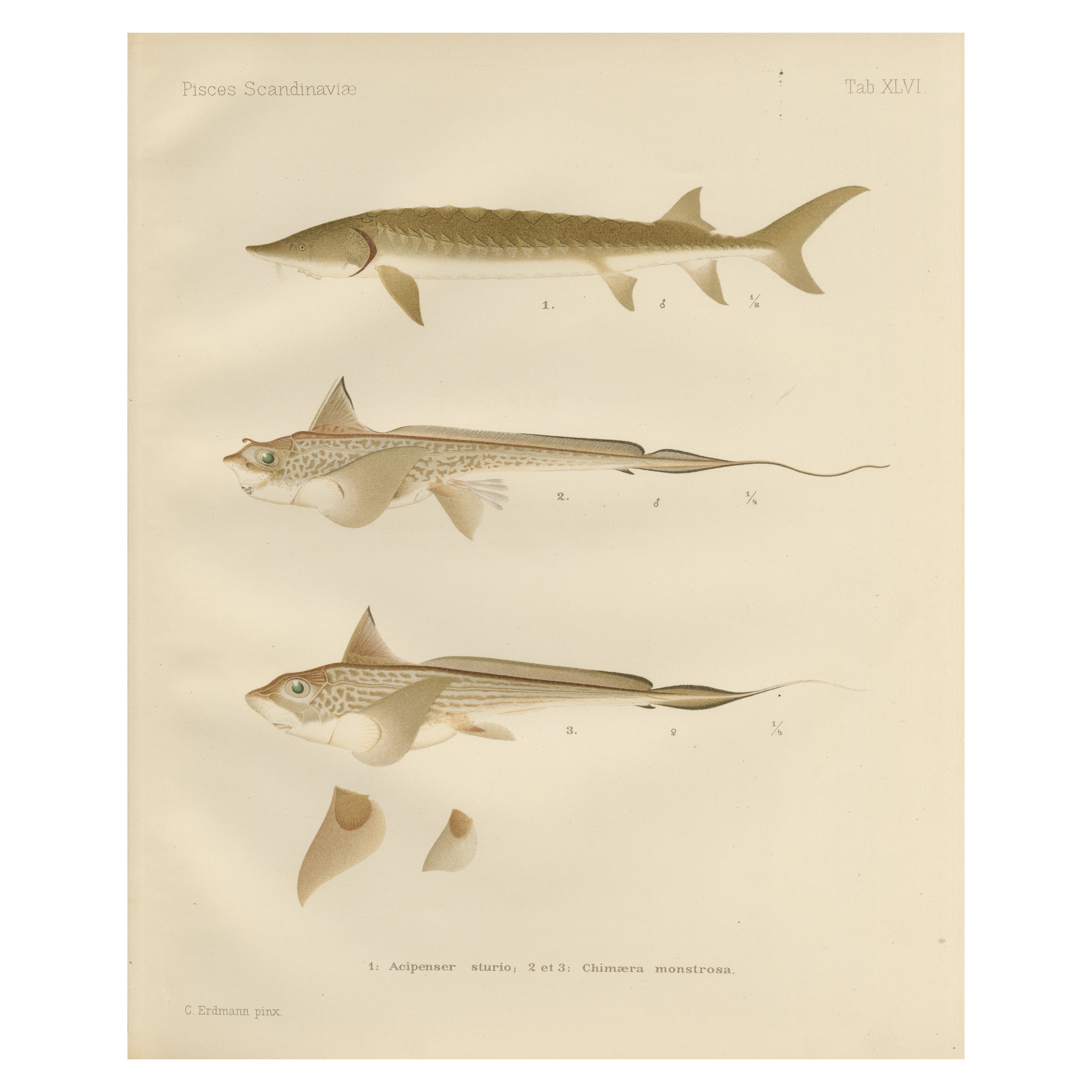 Skandinavische Sturgeon- und Chimaera-Lithographie aus der Scandinaviae-Serie Pisces