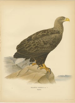 Scandinavian Woodland Hawks Triptych — Svenska Fåglar Lithographs, Sweden 1929