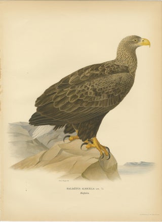 Scandinavian Woodland Hawks Triptych, Svenska Fåglar Lithographs, Sweden 1929, view 2