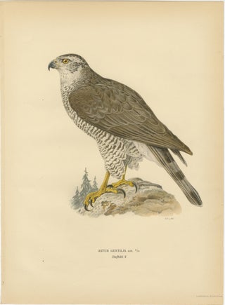Scandinavian Woodland Hawks Triptych, Svenska Fåglar Lithographs, Sweden 1929, view 3