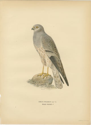 Scandinavian Woodland Hawks Triptych, Svenska Fåglar Lithographs, Sweden 1929, view 4