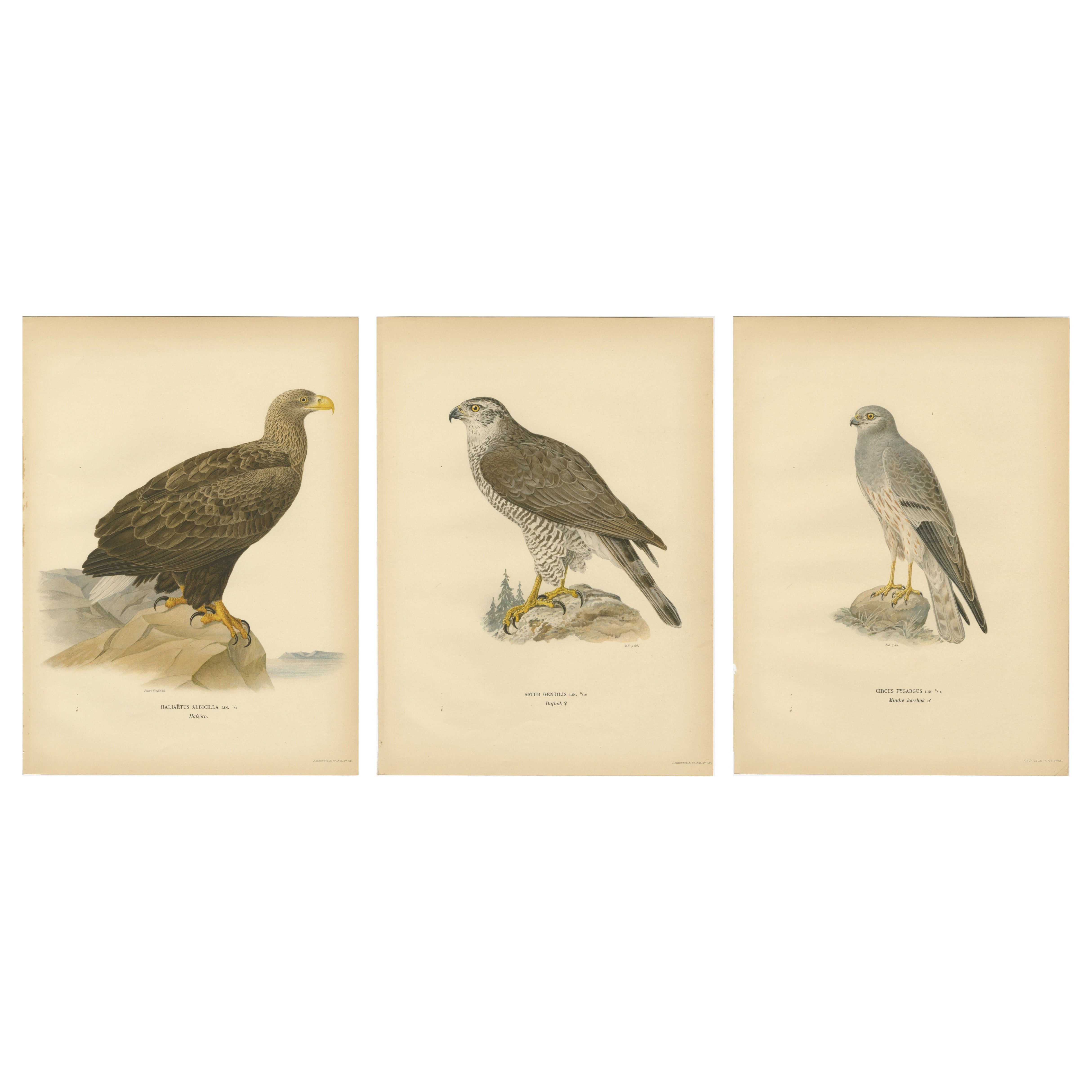 Scandinavian Woodland Hawks Triptych — Svenska Fåglar Lithographs, Sweden 1929 For Sale
