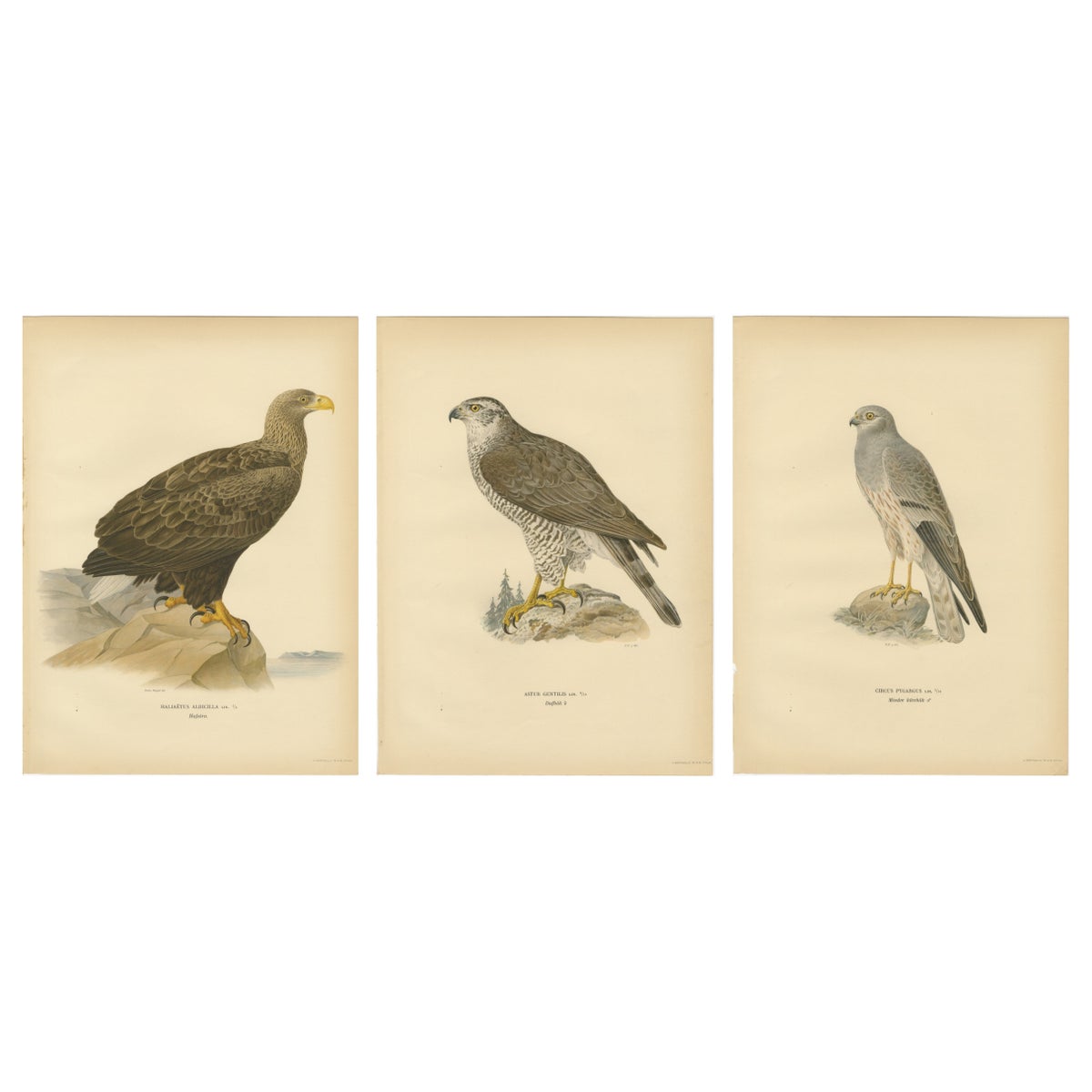 Scandinavian Woodland Hawks Triptych, Svenska Fåglar Lithographs, Sweden 1929