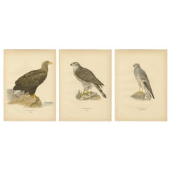 Scandinavian Woodland Hawks Triptych — Svenska Fåglar Lithographs, Sweden 1929