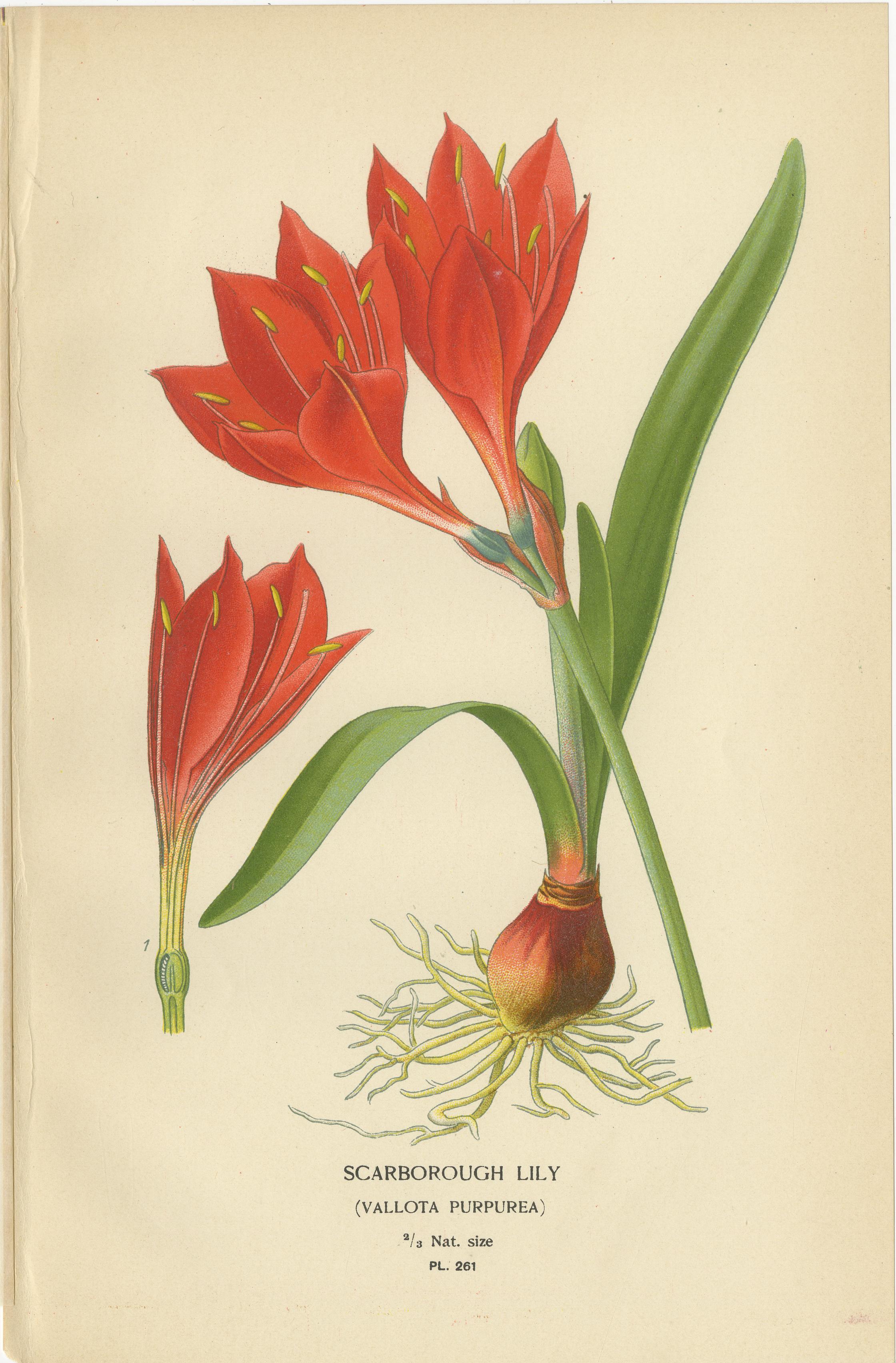 Antiche cromolitografie di Giglio di Scarborough, Giglio di Giacobbe e Clivia Miniata - 1897

Un'eccezionale serie di tre cromolitografie originali pubblicate nel 1897 in Favourite Flowers of Garden and Greenhouse di Edward Step. Queste tavole