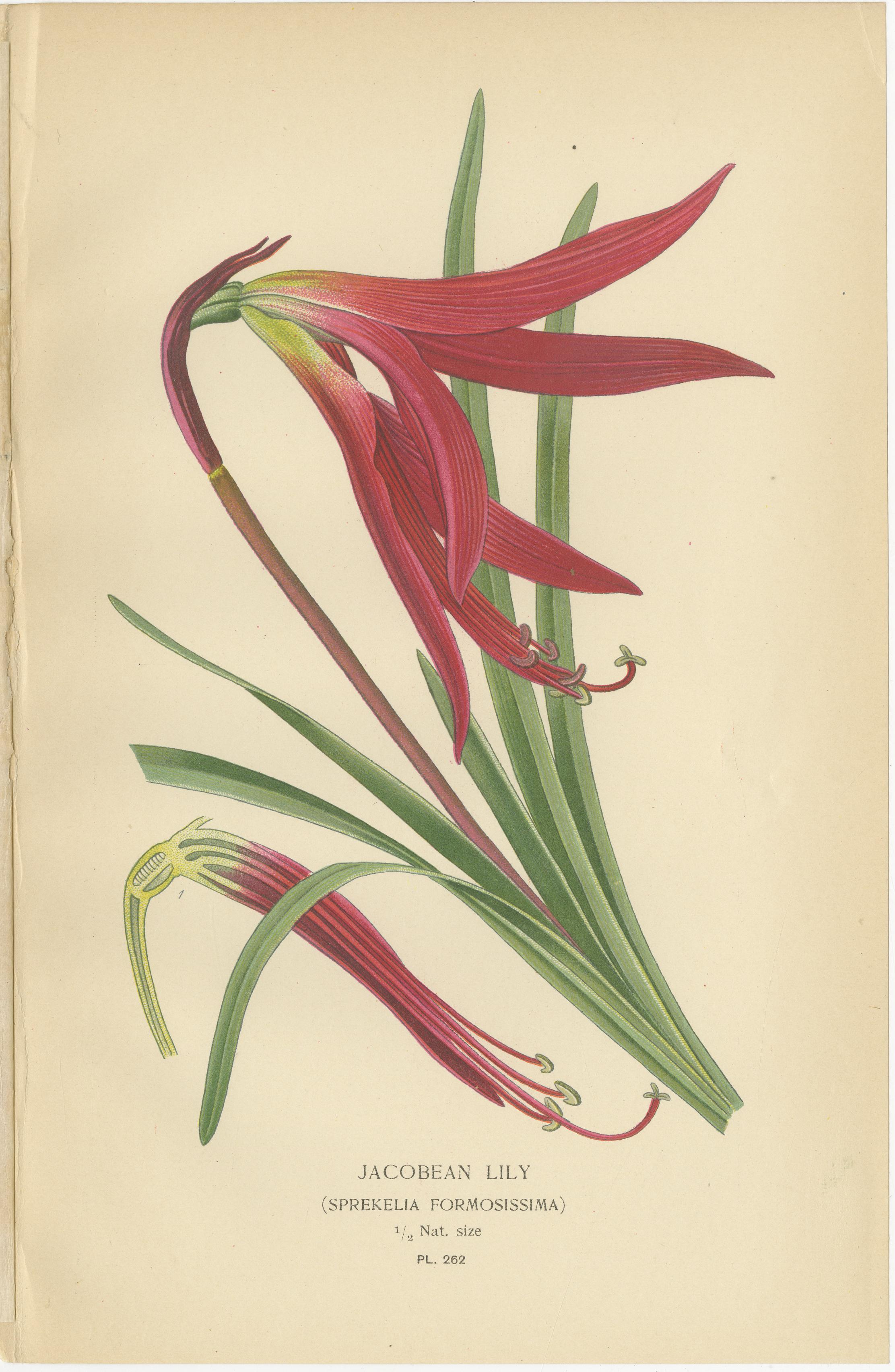 Inglese Giglio di Scarborough, Giglio di Giacobbe e Clivia - Cromolitografie antiche 1897 in vendita