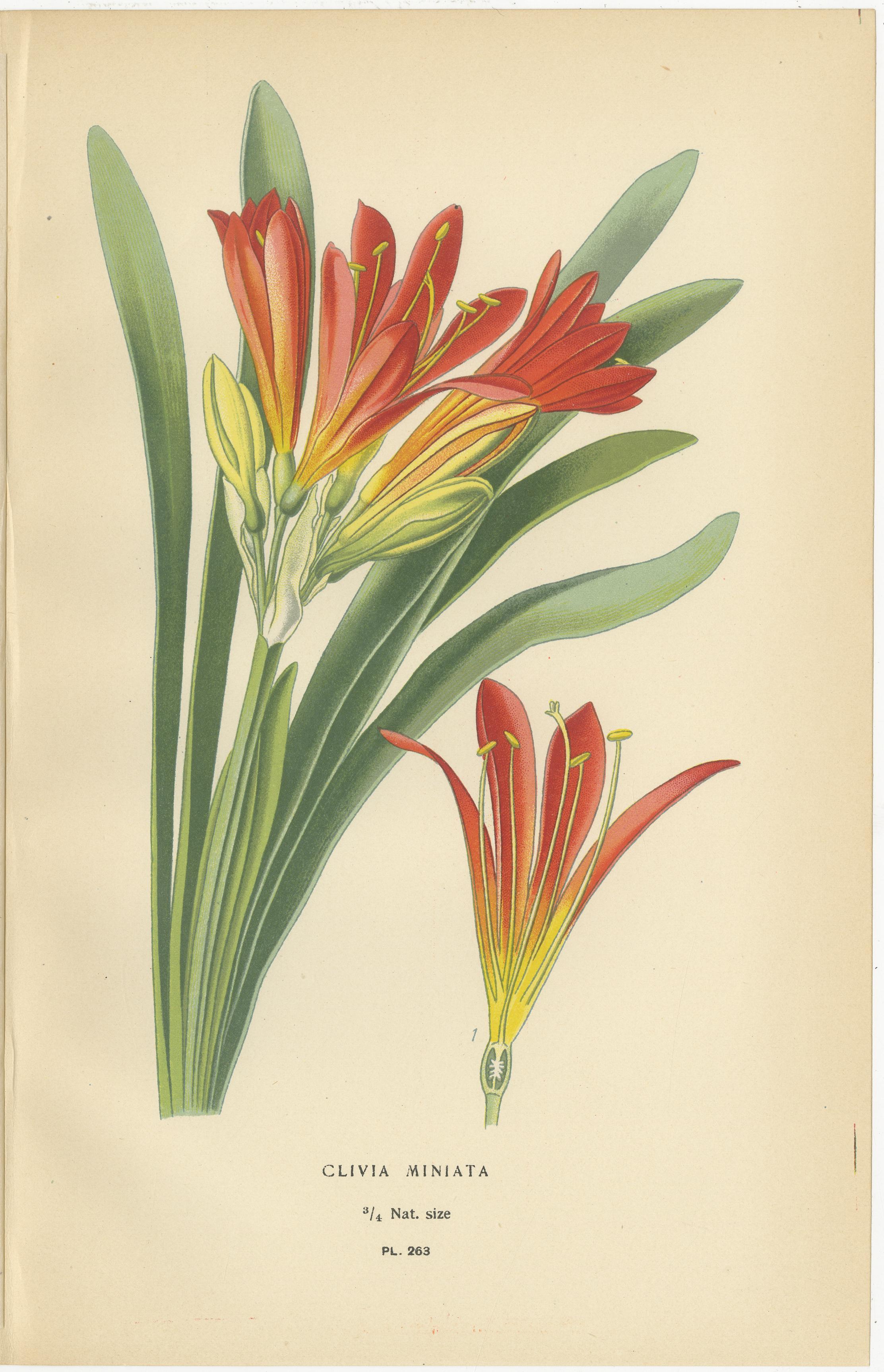 Giglio di Scarborough, Giglio di Giacobbe e Clivia - Cromolitografie antiche 1897 In condizioni buone in vendita a Langweer, NL