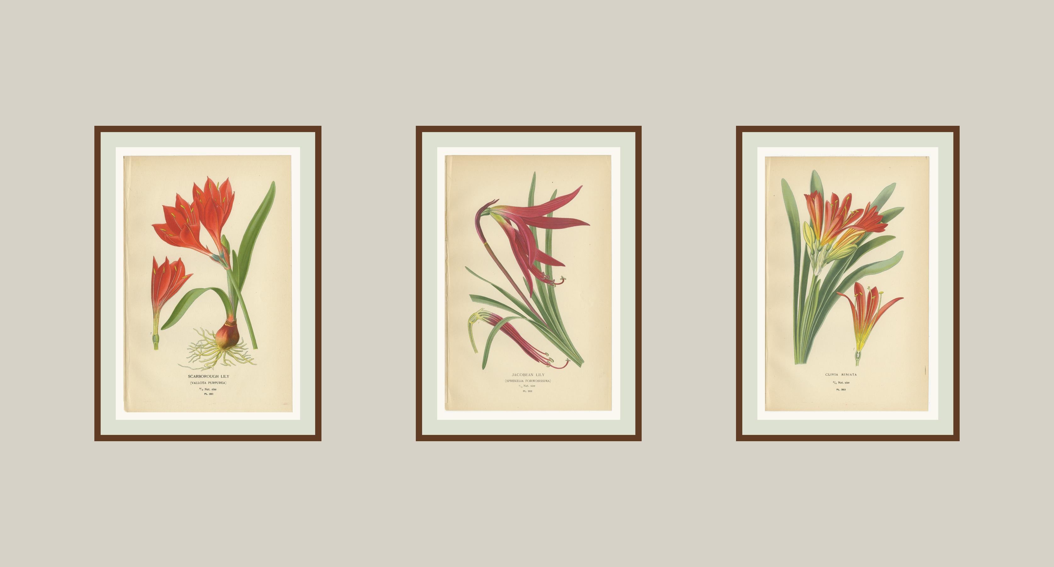 XIX secolo Giglio di Scarborough, Giglio di Giacobbe e Clivia - Cromolitografie antiche 1897 in vendita