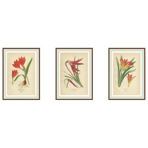 Scarborough Lily, Jacobean Lily & Clivia – Antique Chromolithographs 1897