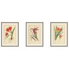 Giglio di Scarborough, Giglio di Giacobbe e Clivia - Cromolitografie antiche 1897