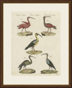 Scarlet Ibis and Other Ibises, Antique Bertuch Print, Vienna, circa 1812