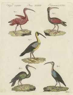 Scarlet Ibis and Other Ibises, Antique Bertuch Print, Vienna, circa 1812
