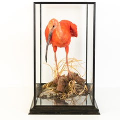 Scarlet Ibis (Eudocimus Ruber) Taxidermy Naturalistic Victorian Diorama Bird