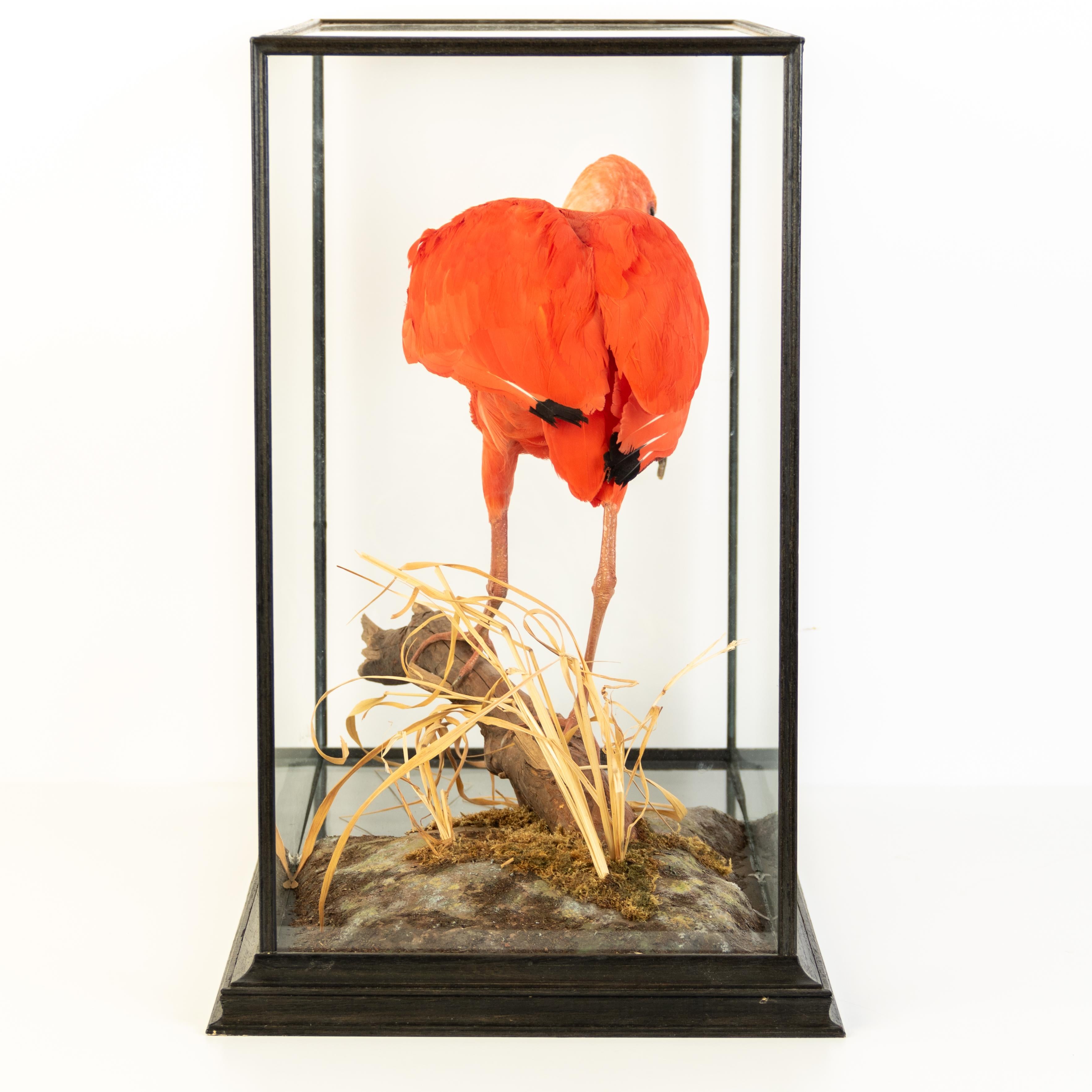 Scarlet Ibis (Eudocimus Ruber) Taxidermy Naturalistic Victorian Diorama Bird  In Good Condition For Sale In Nottingham, GB