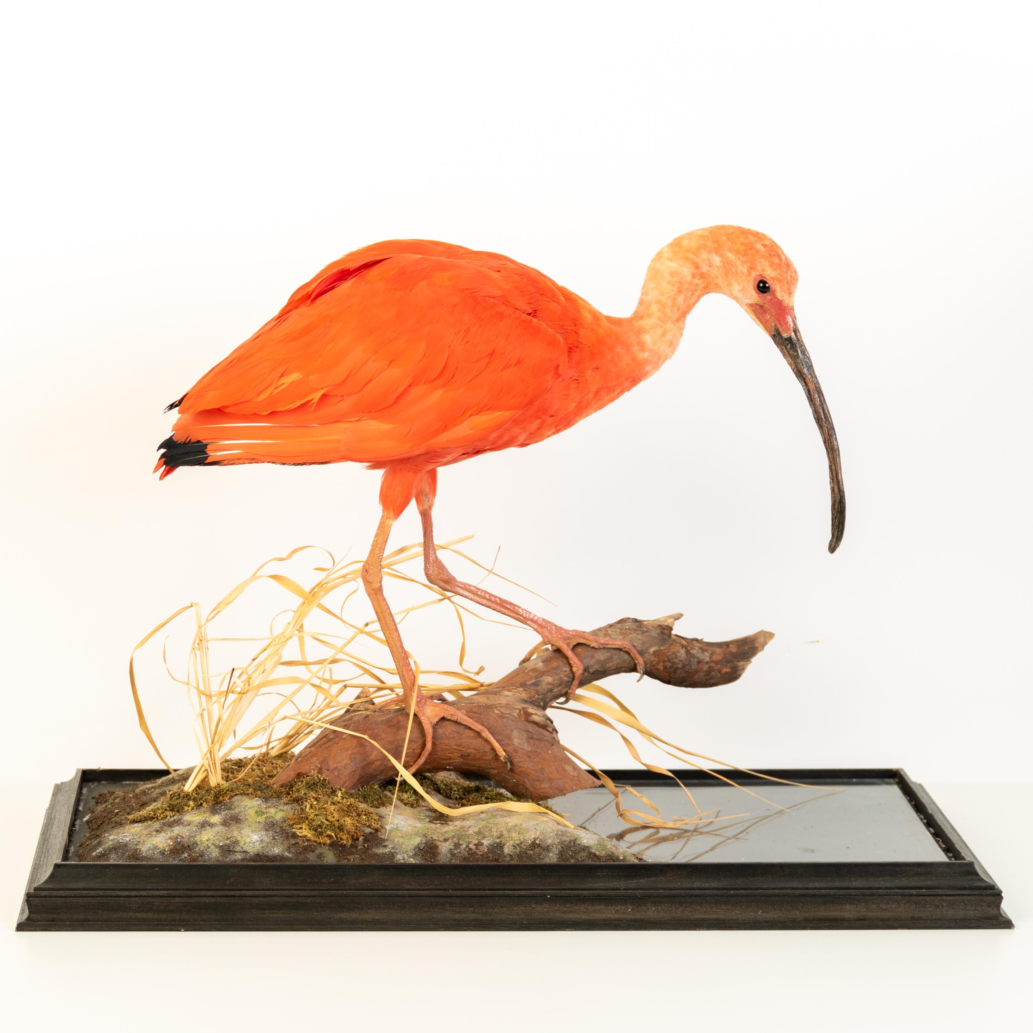 19th Century Scarlet Ibis (Eudocimus Ruber) Taxidermy Naturalistic Victorian Diorama Bird  For Sale