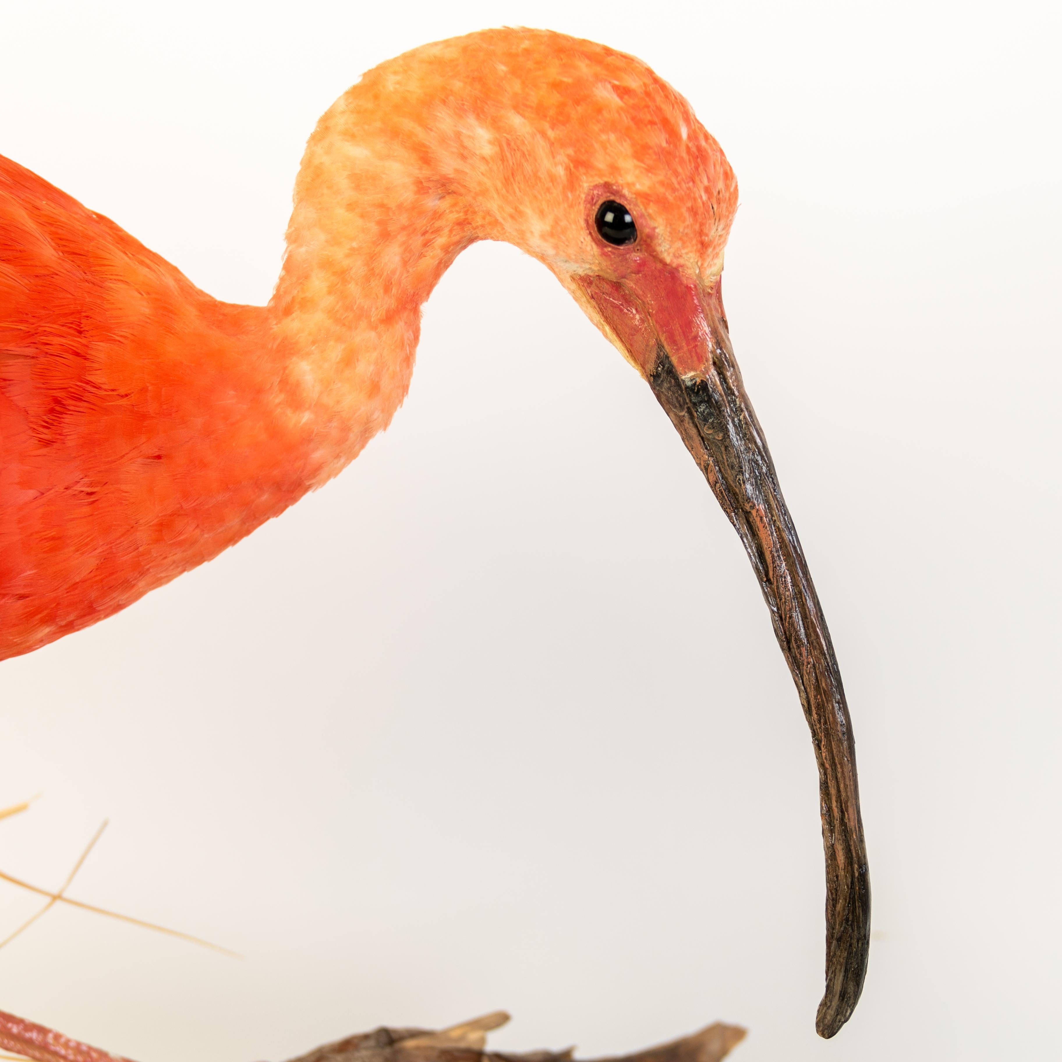 Wood Scarlet Ibis (Eudocimus Ruber) Taxidermy Naturalistic Victorian Diorama Bird  For Sale