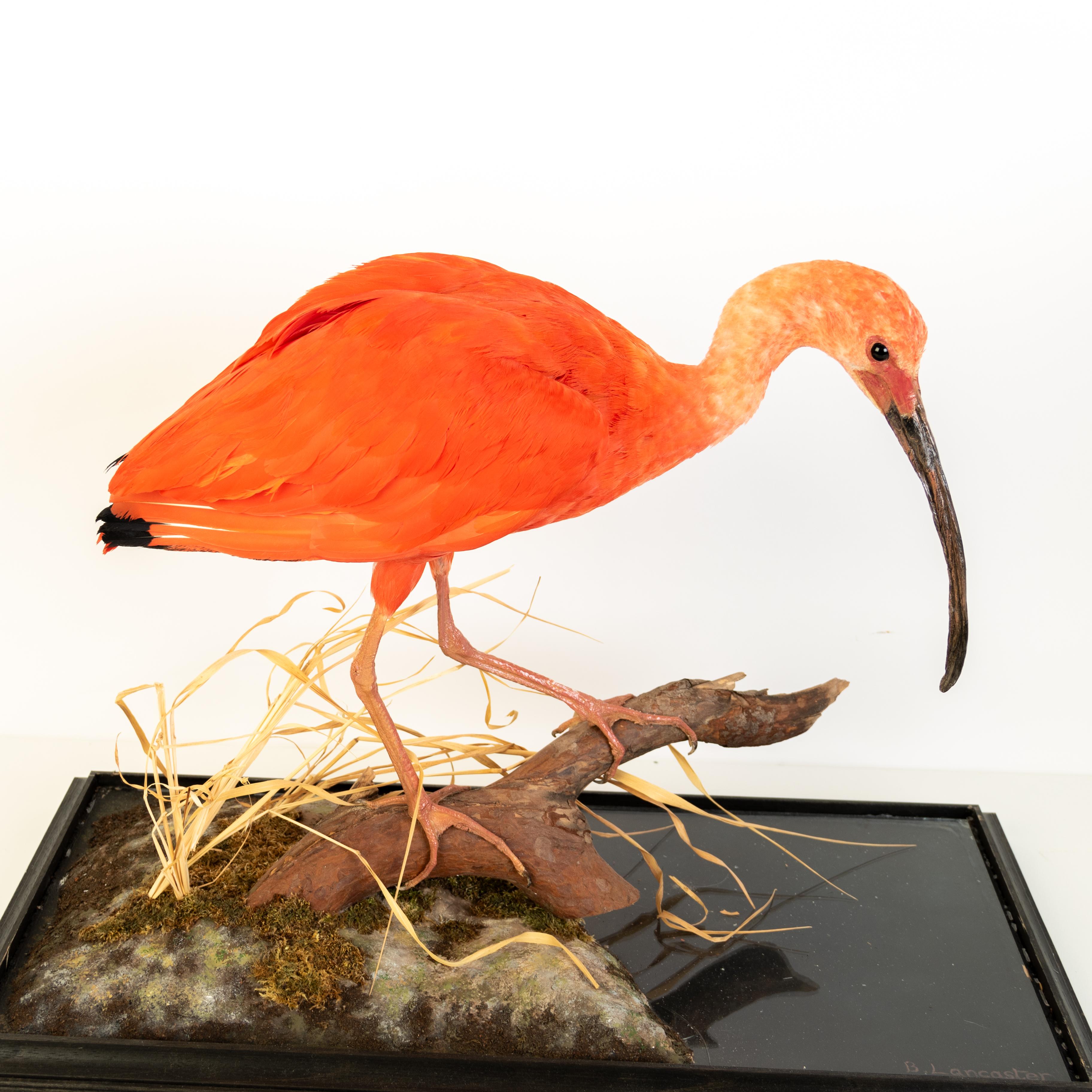 Scarlet Ibis (Eudocimus Ruber) Taxidermy Naturalistic Victorian Diorama Bird  For Sale 2