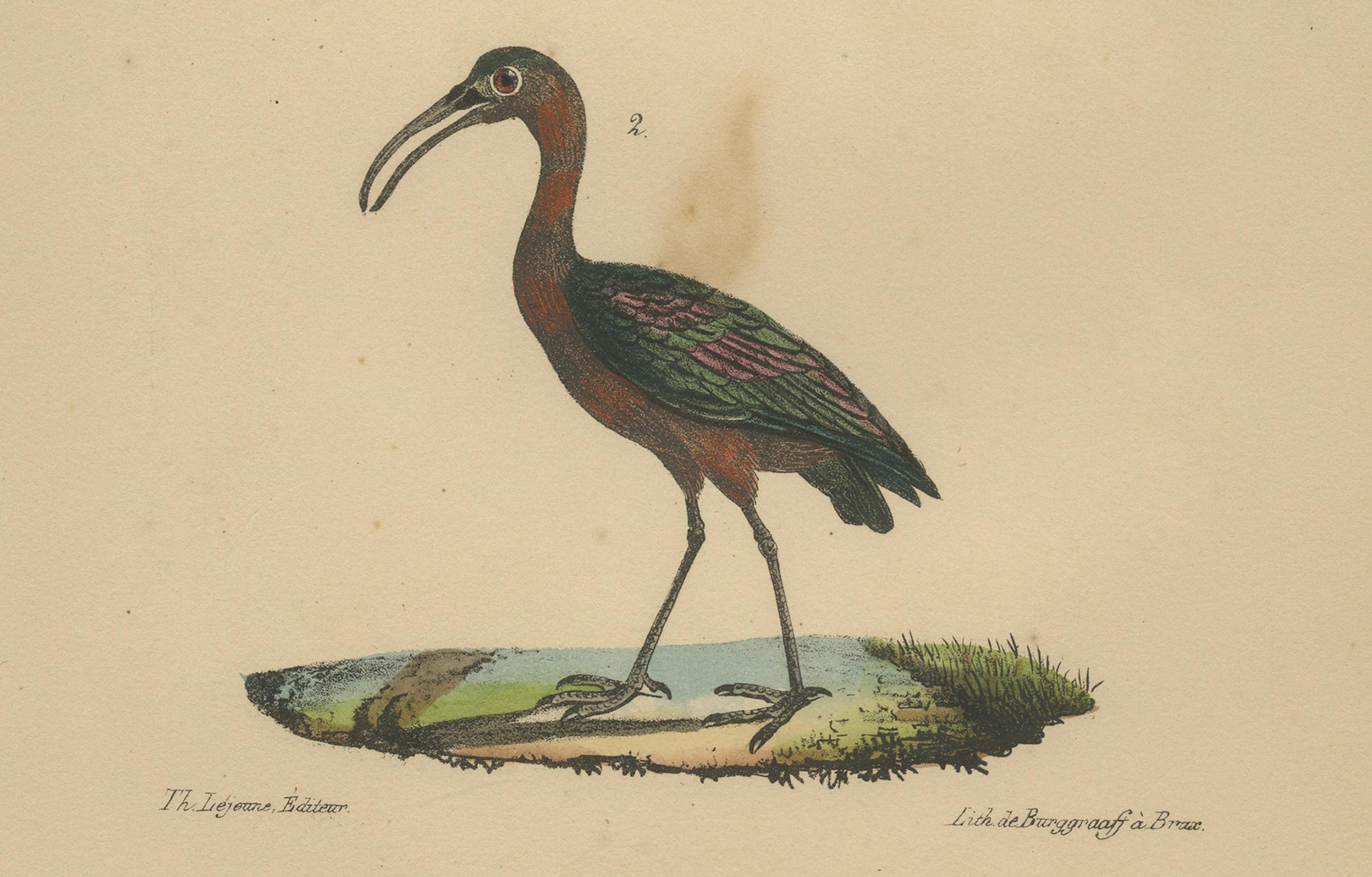 Scarlet Ibis & Glossy Ibis ��– Antique hand-coloured lithograph, c.1828

Description:
This vibrant early 19th-century ornithological print depicts two striking wading birds: the Scarlet Ibis (Le Courlis rouge) above and the Glossy Ibis (Le Courlis