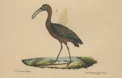 Scarlet Ibis & Glossy Ibis – Antique hand-coloured lithograph, c.1828