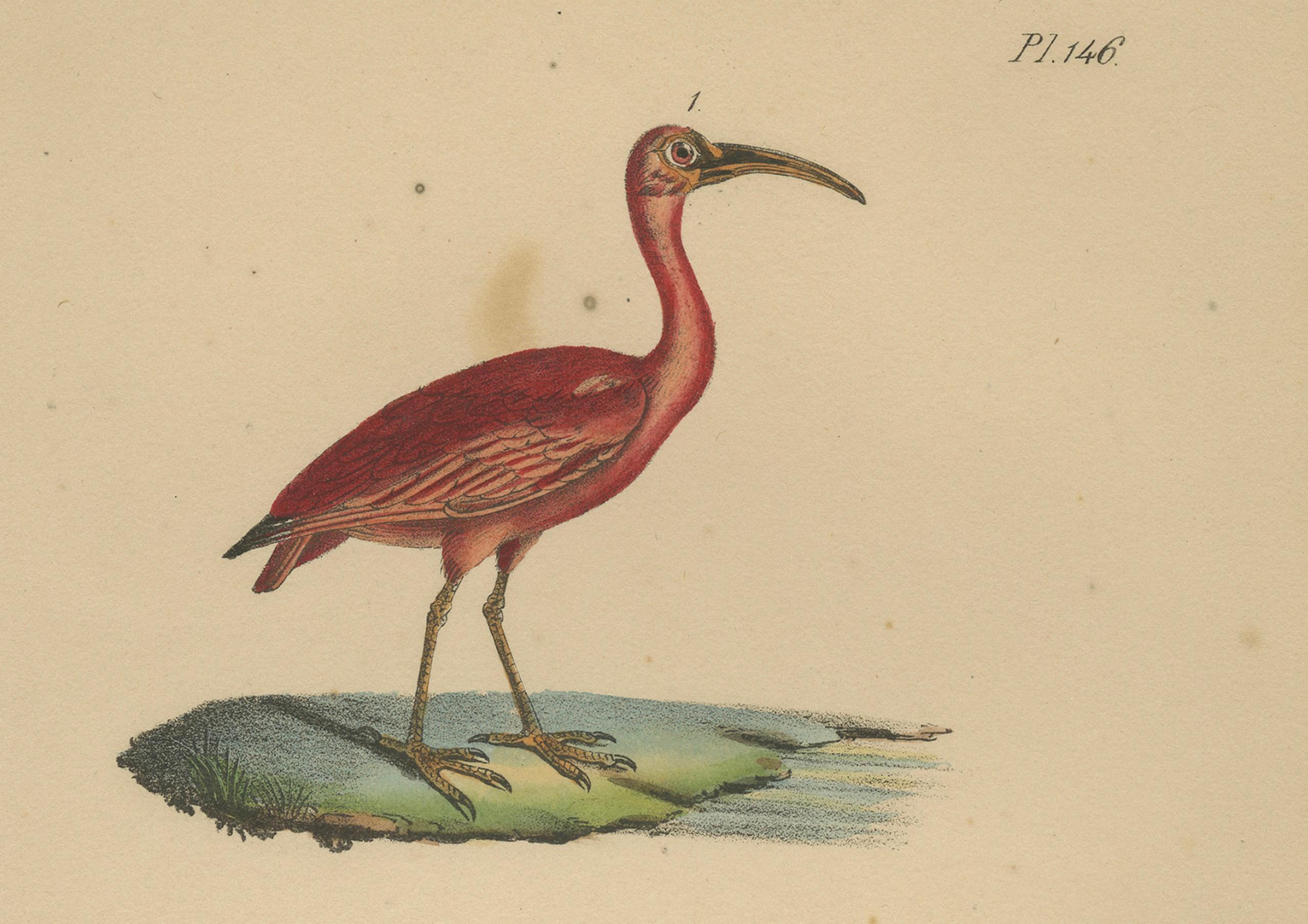 French Scarlet Ibis & Glossy Ibis – Antique hand-coloured lithograph, c.1828 For Sale