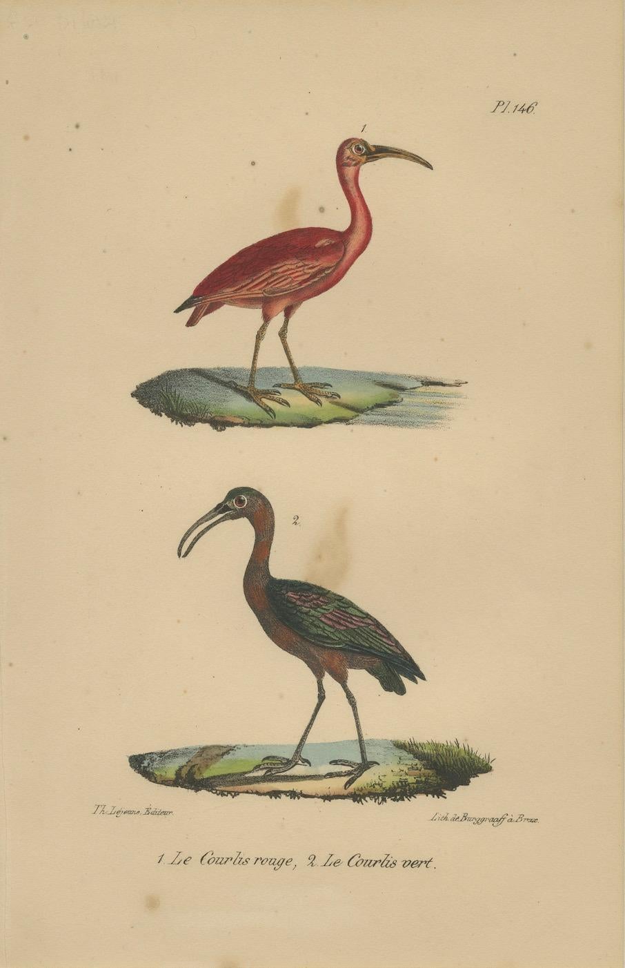 Engraved Scarlet Ibis & Glossy Ibis – Antique hand-coloured lithograph, c.1828 For Sale