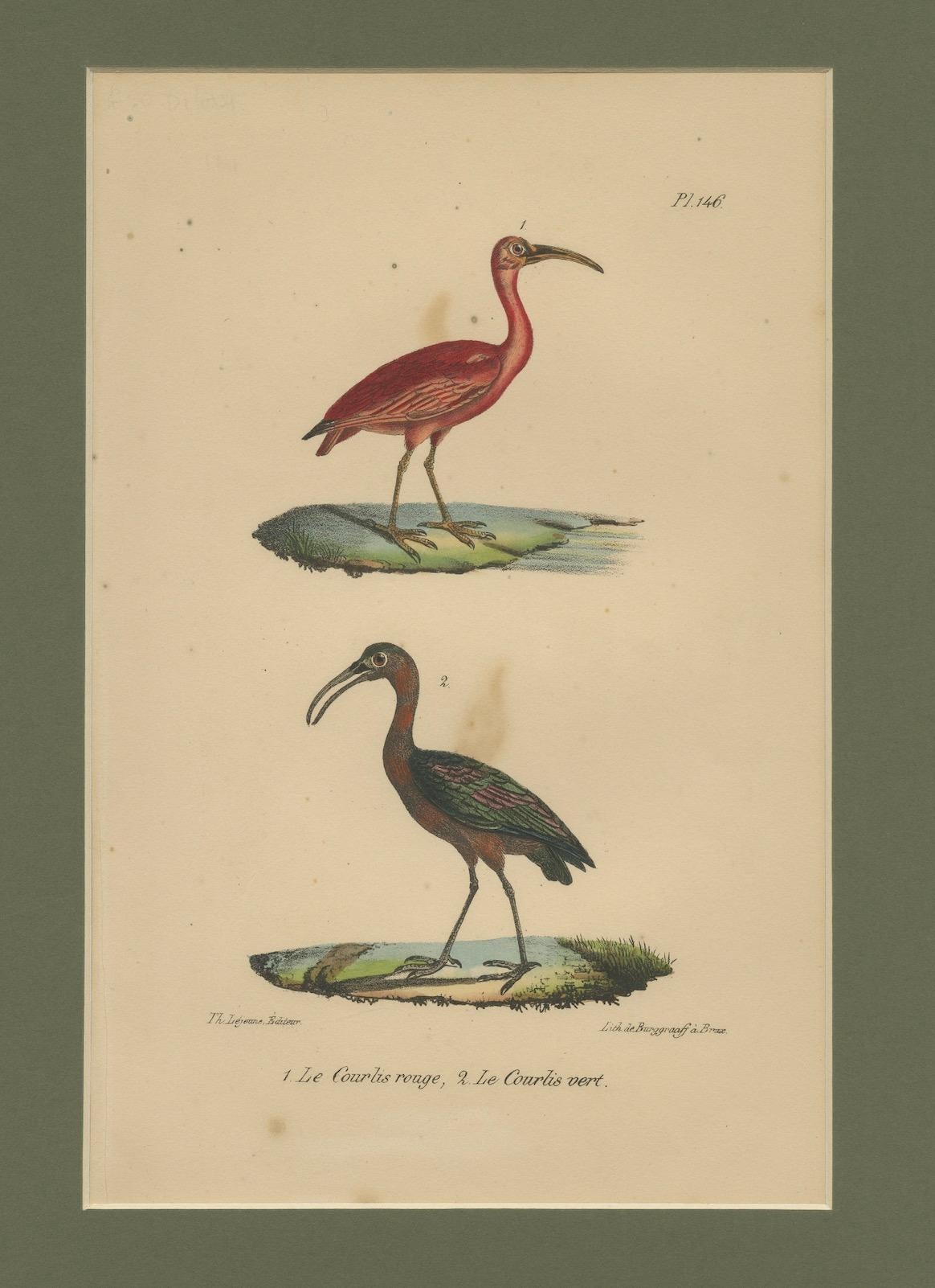 Scarlet Ibis & Glossy Ibis – Antique hand-coloured lithograph, c.1828 In Good Condition For Sale In Langweer, NL