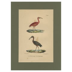 Scarlet Ibis & Glossy Ibis – Antique hand-coloured lithograph, c.1828