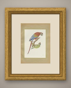 Scarlet Macaw with Parakeets, Brazilian Bird Print, Descourtilz, 1944