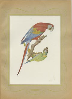 Scarlet Macaw with Parakeets, Brazilian Bird Print, Descourtilz, 1944