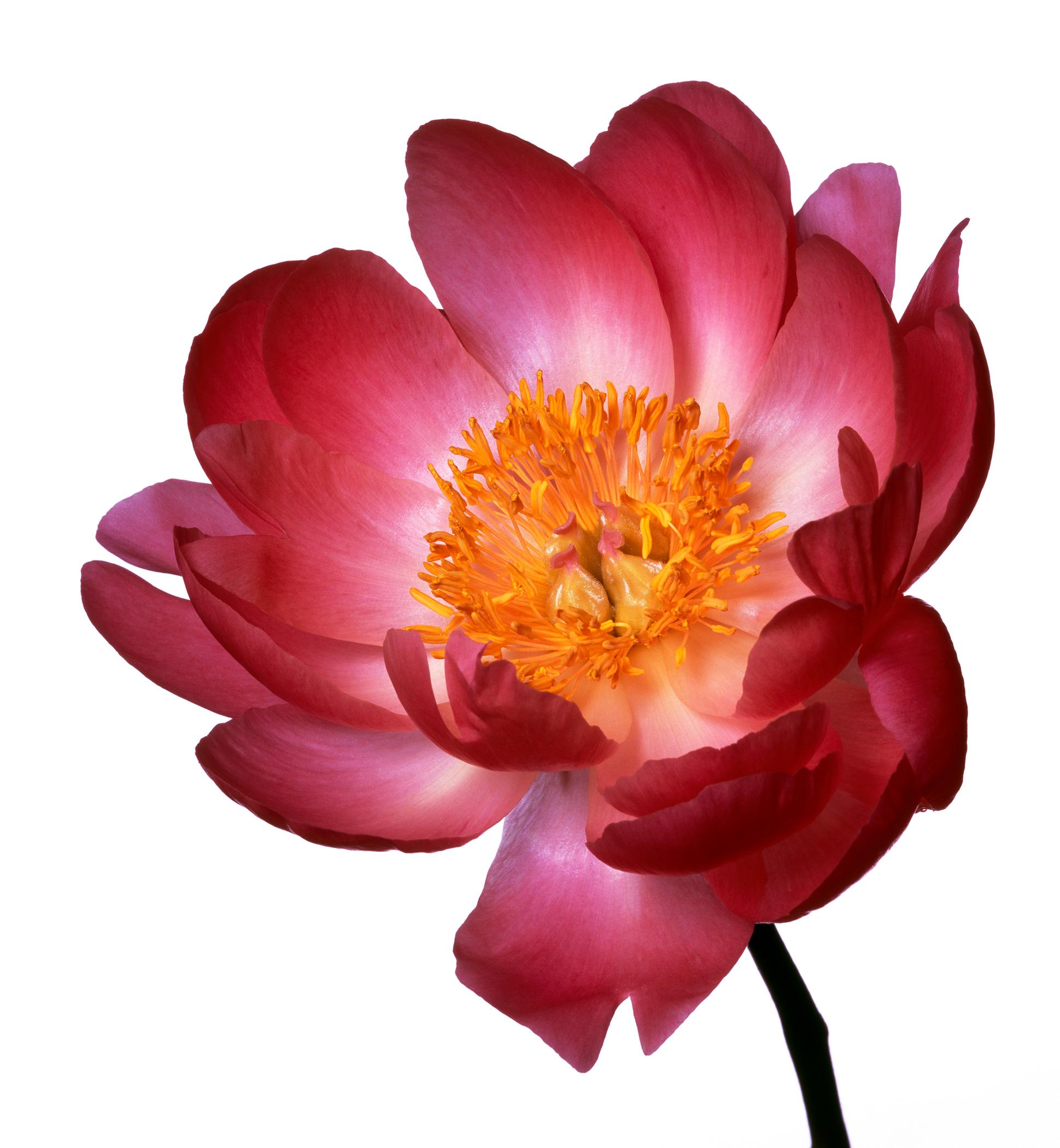 American Scarlet O’Hara Peony by Michael Zeppetello For Sale