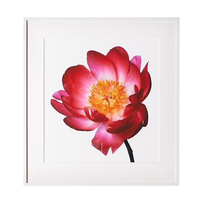 Scarlet O’Hara Peony by Michael Zeppetello
A photograph of a Scarlet O’hara Peony by Michael Zeppetello in a custom wood frame lacquered white with 5 ply rag mat.
Photographed on Fujifilm Fujichrome Velvia, 100 ASA, color transparency