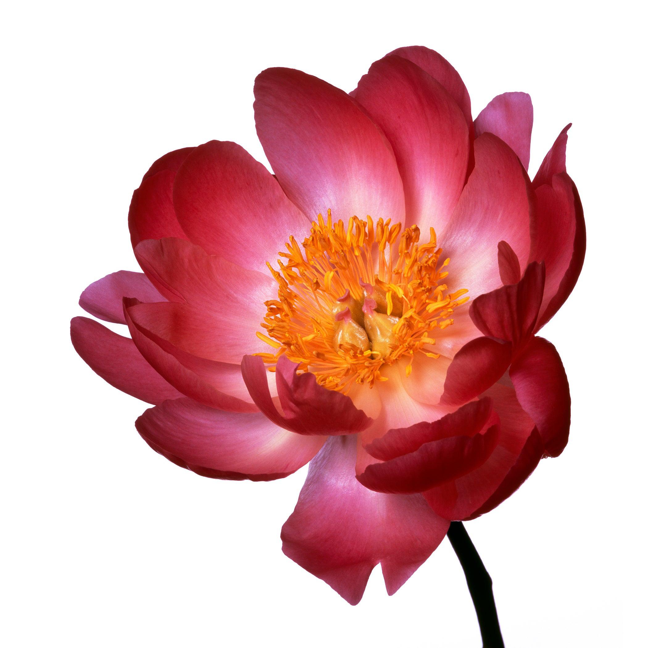 Scarlet O’Hara Peony by Michael Zeppetello For Sale