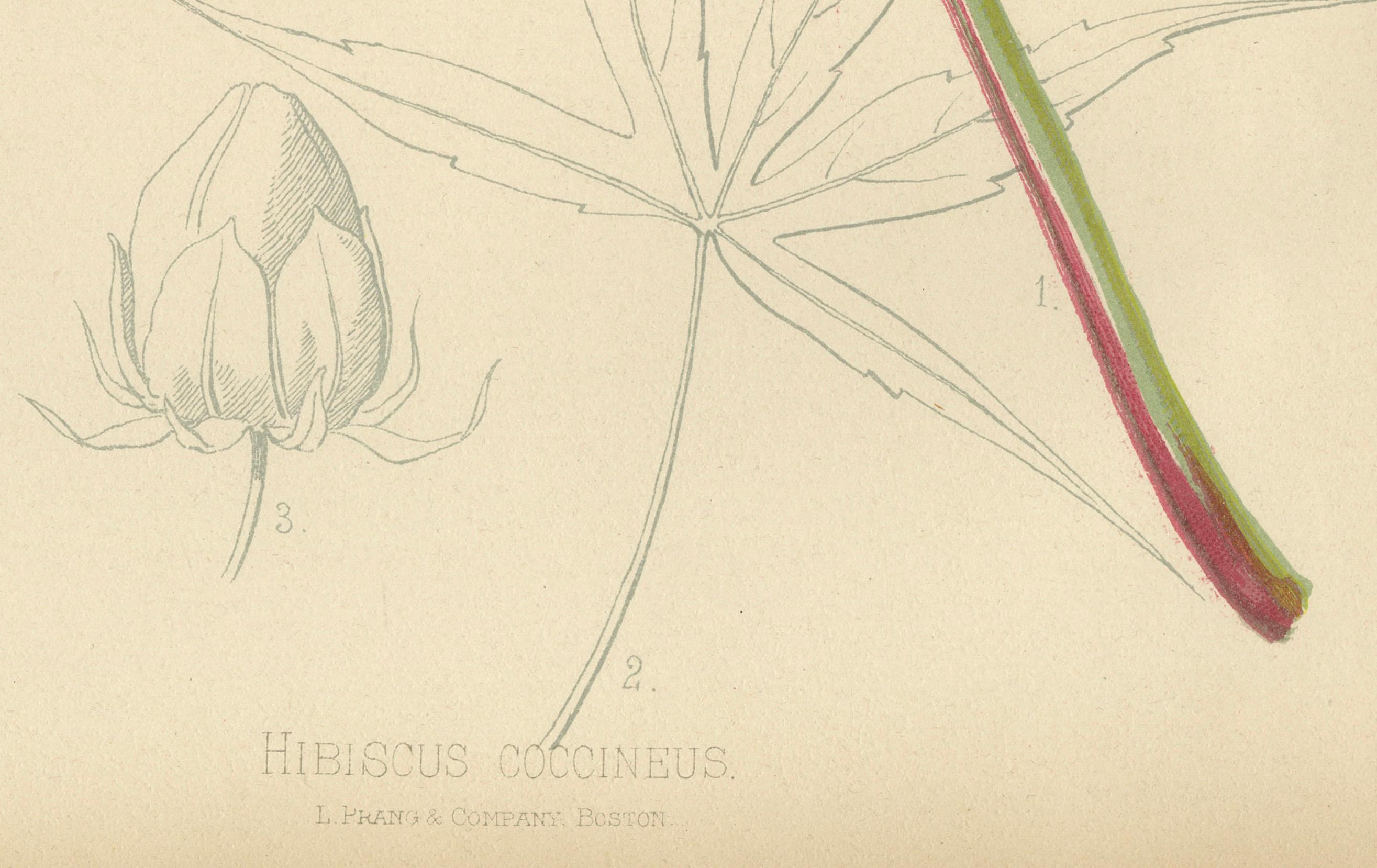 Das Bild ist eine kolorierte Chromolithographie des Hibiscus coccineus, allgemein bekannt als Amerikanischer Scharlachrosenmalz, aus dem Werk 'The Native Flowers and Ferns of the United States' von Thomas Meehan, veröffentlicht 1879 (Band 2).

Die