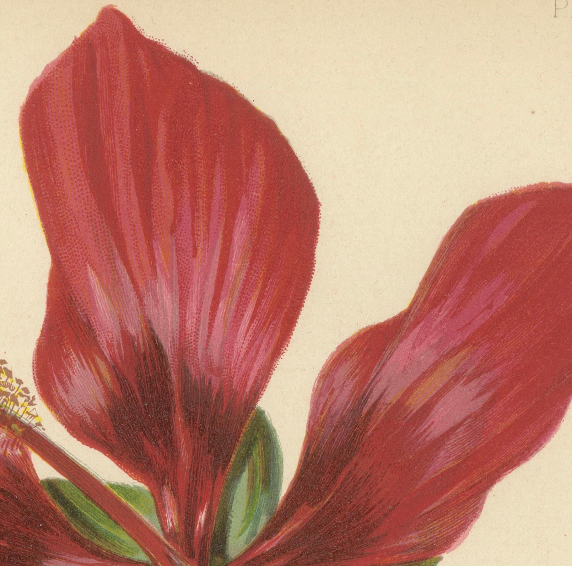 Scarlet Rosemallow from The Native Flowers and Ferns of the United States, 1879 In Good Condition For Sale In Langweer, NL