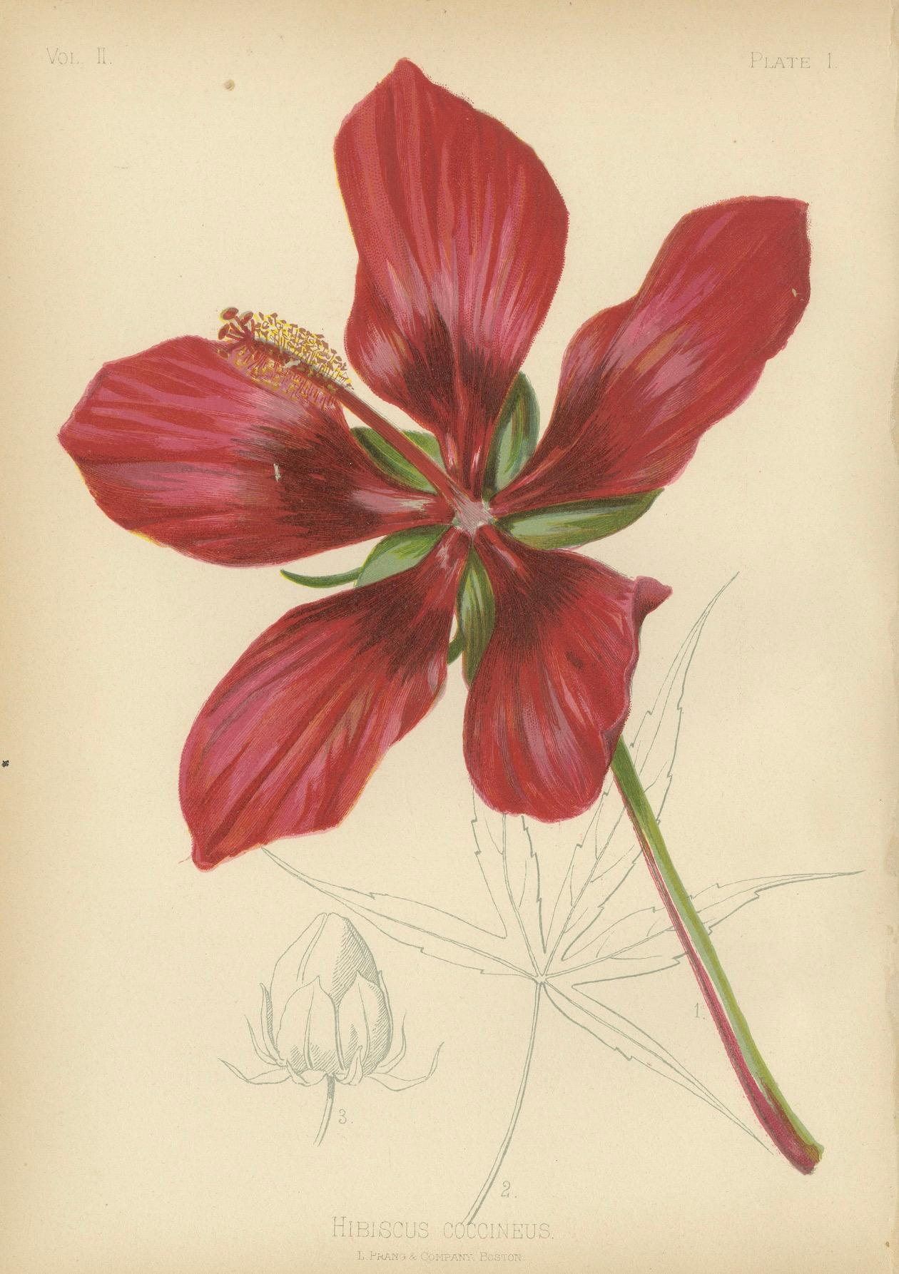 Scarlet Rosemallow aus The Native Flowers and Ferns of the United States, 1879 (Spätes 19. Jahrhundert) im Angebot