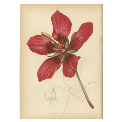 Scarlet Rosemallow from The Native Flowers and Ferns of the United States, 1879