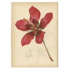 Scarlet Rosemallow from The Native Flowers and Ferns of the United States, 1879