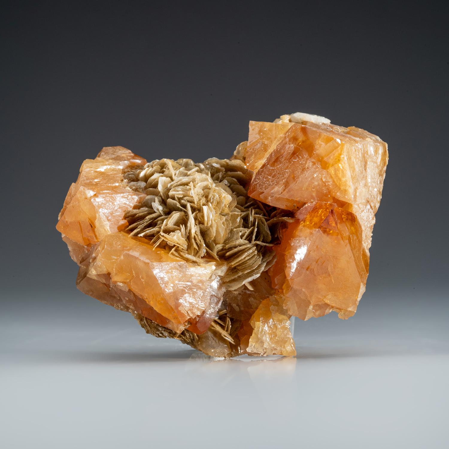 From Xuebaoding Mountain near Pingwu, Sichuan Province, China

Translucent orange scheelite crystals on plate of limonite-stained muscovite mica crystals. The scheelite crystals have lustrous faces with some faces.

Weight: 1.75 lbs, Dimensions: 4 x