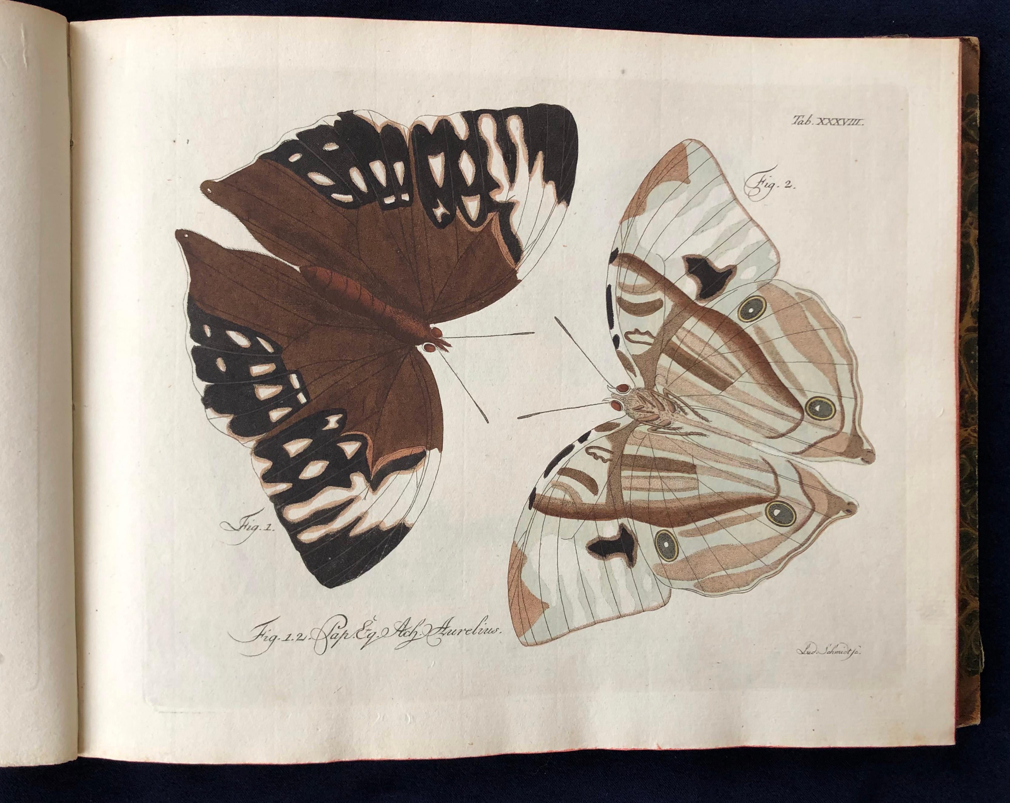 Schmetterlinge 'Butterflies' by Carl Gustav Jablonsky  & J.F.W. Herbst For Sale 2