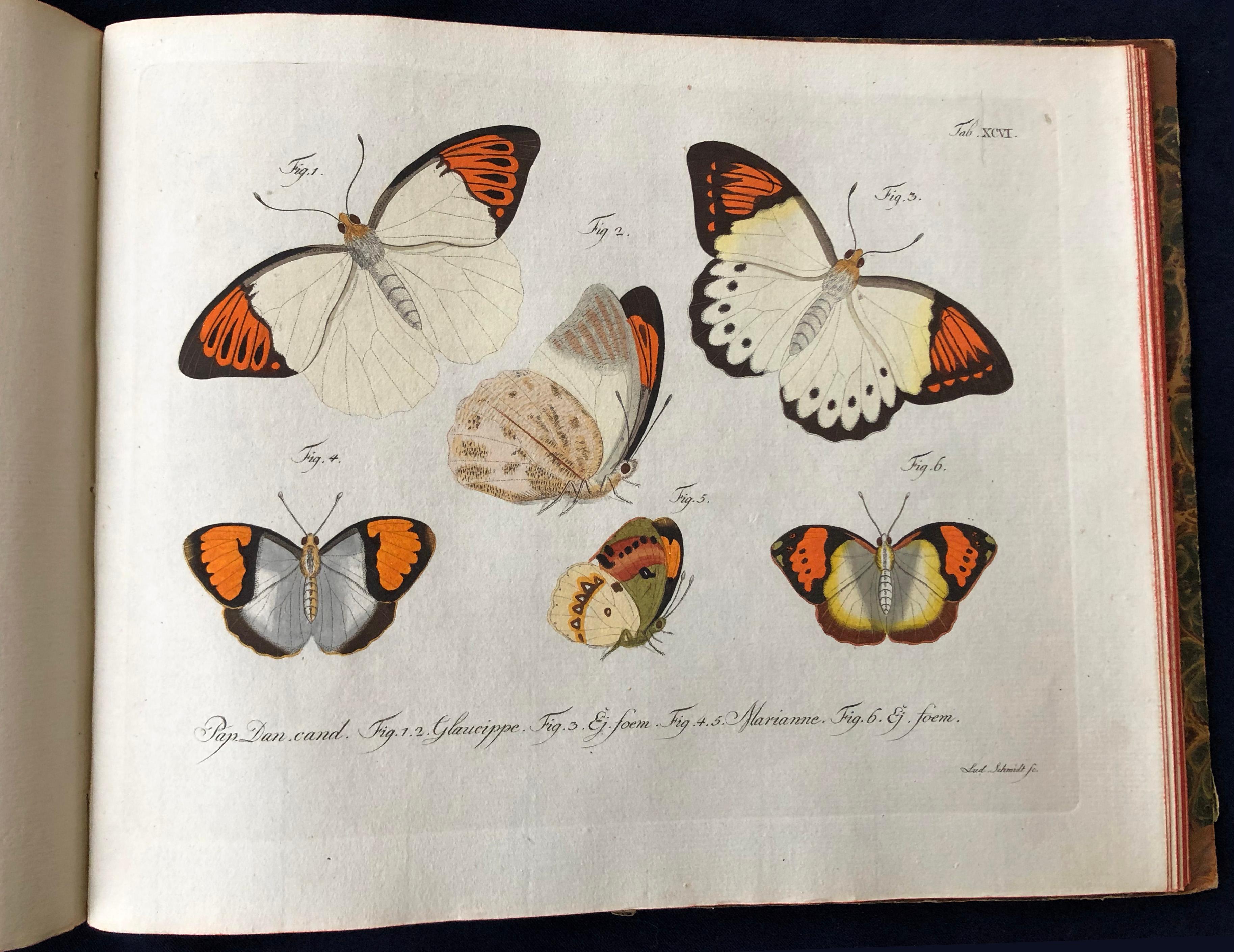 Schmetterlinge 'Butterflies' by Carl Gustav Jablonsky  & J.F.W. Herbst For Sale 3