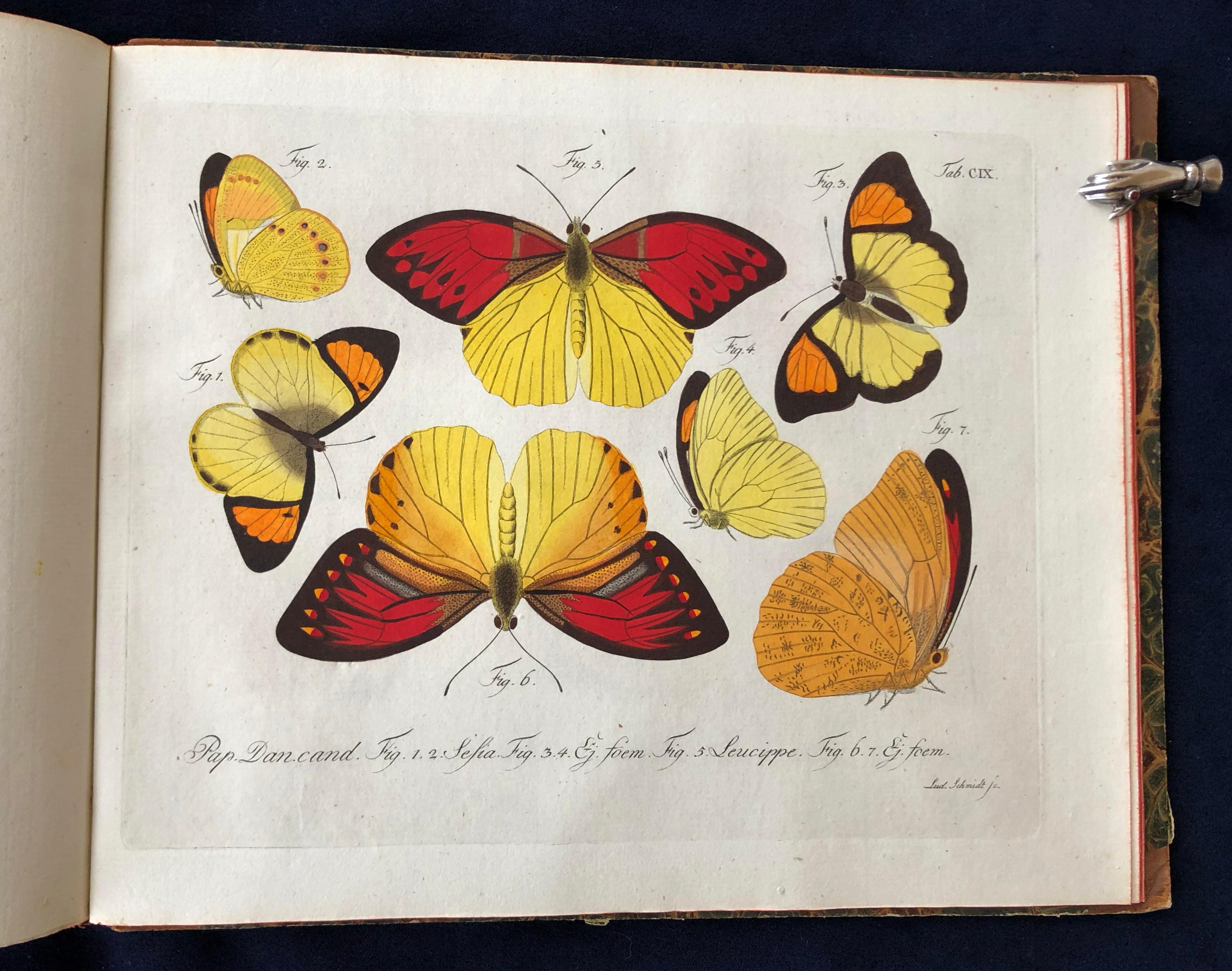 18th Century Schmetterlinge 'Butterflies' by Carl Gustav Jablonsky  & J.F.W. Herbst For Sale