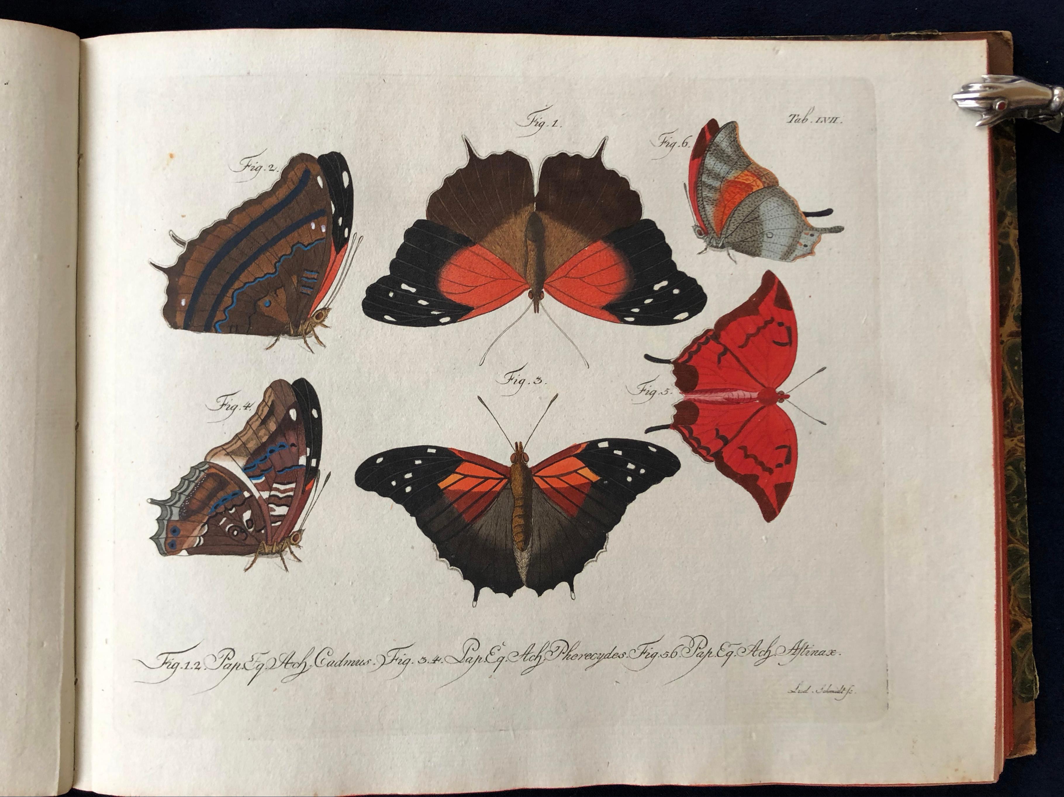 Paper Schmetterlinge 'Butterflies' by Carl Gustav Jablonsky  & J.F.W. Herbst For Sale