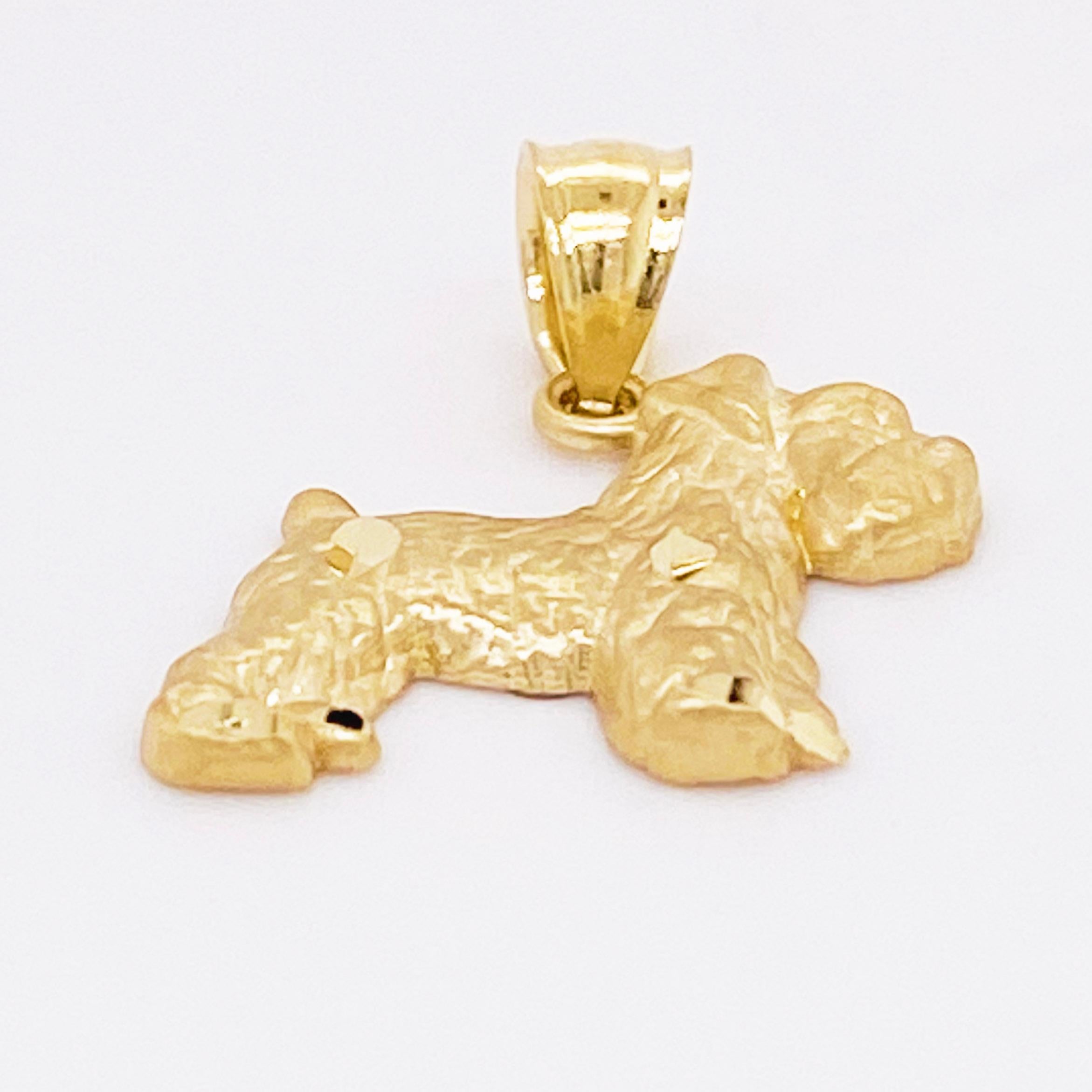 gold schnauzer