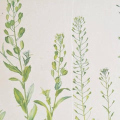 School Poster Flowers, Czechoslovakia, 1952