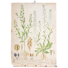 School Poster Flowers, Czechoslovakia, 1952